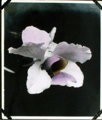 Vanda andersoni uit album ALB-2190, p 6 IWI-collectie, inventarisnummer 30000533 {1915: Saparua, Indonesië}