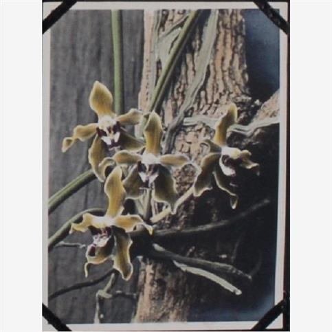 Vanda Denevei uit album ALB-2190 p 43 {1928: Padang, Sumatra}